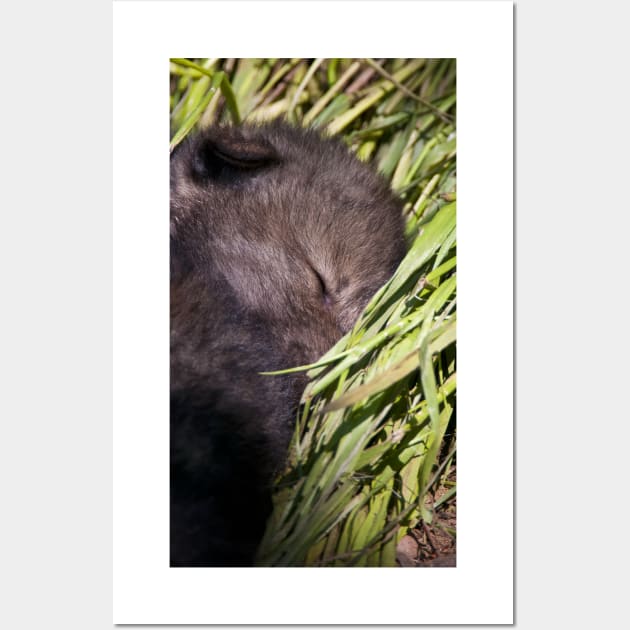 Sleeping Wolf Pup Wall Art by jaydee1400